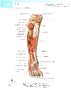 Sobotta  Atlas of Human Anatomy  Trunk, Viscera,Lower Limb Volume2 2006, page 375